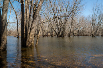 Fototapeta premium Trees in a flooded river. It is spring, and the leaves are not yet on the trees. There is room for text.