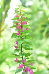 beautiful flowers in garden pictures