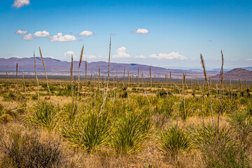 Sotol in the Chihuahuan Desert