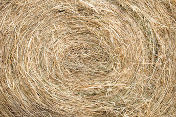 End of a round bale of hay. The straw pattern is circular. Closeup view.