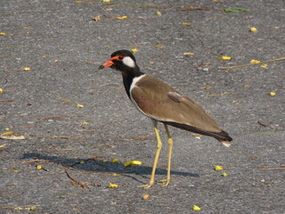 Crested Kingfisher in the park