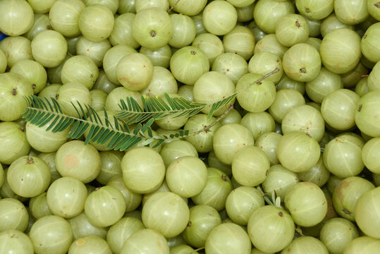 Indian gooseberries or Amla many with leaves, background. Amla fruit has antiviral and antimicrobial. properties. Used in ayurvedic medicines. heap of Green colour fruits

