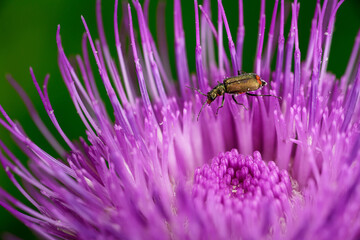 bug crawling on a flower