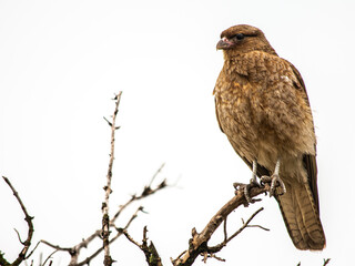 bird of prey