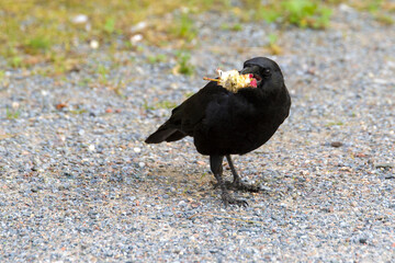 Crow eating an apple core. Crow is standing on gravel.