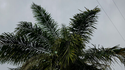 Fototapeta na wymiar Palm tree with a cloudy sky