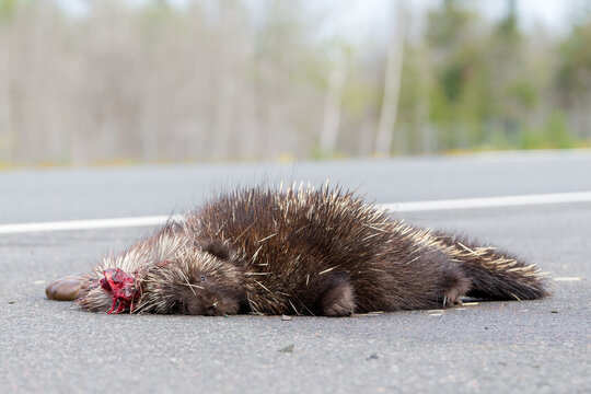Dead porcupine on a road. There is blood by his head. View is from road level. A fly is on his nose. Focus is on his face. There is room for text above.