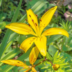 Fototapeta premium Yellow lily close-up in the garden area.