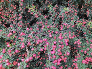 pink flowers in the garden