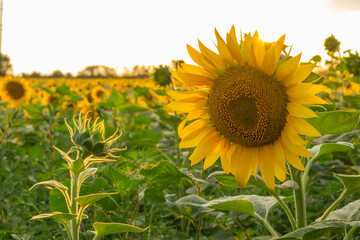 Background of sunflowers.
