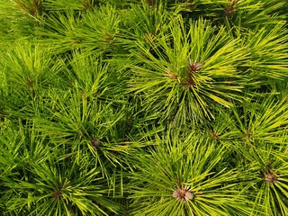 green pine needles