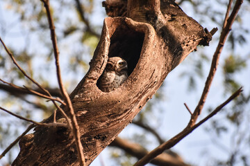 baby owl peeping out of the tree hole