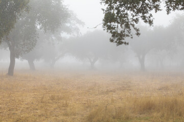 Foggy day at the forest. Fog in the Dehesa. Beautiful nature background landscape. Montado in the Alentejo region, Portugal.