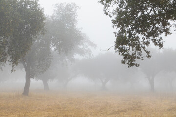 Foggy day at the forest. Fog in the Dehesa. Beautiful nature background landscape. Montado in the Alentejo region, Portugal.