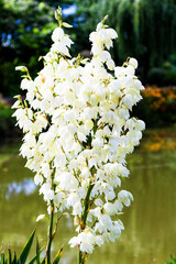 A blossoming bush of white yucca, Yucca filamentosa.