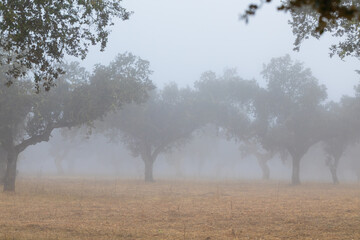 Foggy day at the forest. Fog in the Dehesa. Beautiful nature background landscape. Montado in the Alentejo region, Portugal.
