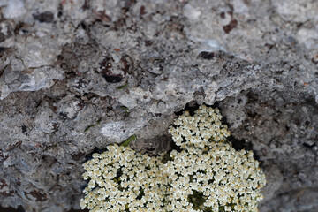 Elderflower on a concrete background. White little flowers.