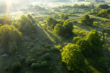 Fototapeta na wymiar Aerial view of summery sunrise above meadow and forest. Mist. Summery landscape. Green grass and trees. Sun rays.