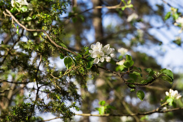 Flowering branch of wild forest apple tree. White and pink color of flowers. Spring flowering garden trees. 