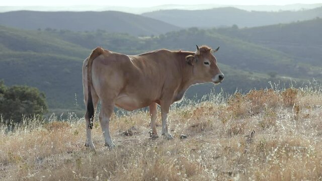 Vaca Aubrac pastando