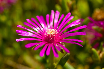 Lampranthus Mittagsblume Blume Blüte pink magenta Pflanze Aizoaceae Blütenblätter Makro Nahaufnahme Details metallisch Blätter Glanz Afrika Farbe