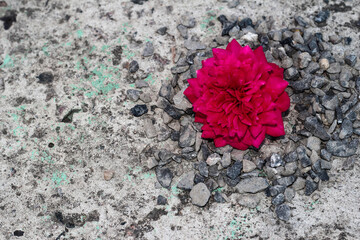 Red rosebud on a background of concrete and stones.