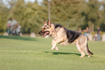 East european shepherd dog on green grass