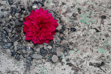 Red rosebud on a background of concrete and stones.
