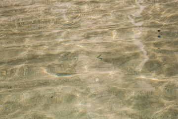 small transparent fish floats on a sandy seabed. small fish. sand, rope, fish. Sun rays on the sureface of water