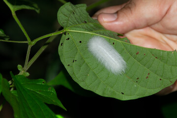 A caterpillar stuck to a leaf