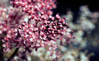 Teder Queen of the Prairie flowers also known as Filipendula pink blossoms blooming in summer.