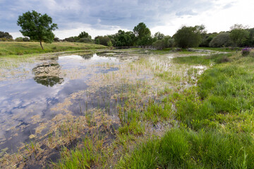 Amazing Landscape with natural Mediterranean temporary pond (Natura 2000 network priority habitat;...