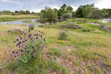 Amazing Landscape with natural Mediterranean temporary pond (Natura 2000 network priority habitat;...