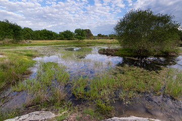 Amazing Landscape with natural Mediterranean temporary pond (Natura 2000 network priority habitat;...