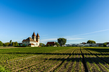Fototapeta na wymiar Church of St. Peter and Paul, vegetable cultivation, Monastic Island of Reichenau, Lake Constance, Baden-Wuerttemberg, Germany