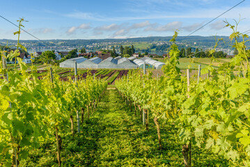 Fototapeta na wymiar Vineyards and vegetable fields on Reichenau Island, Lake Constance, Baden-Wuerttemberg, Germany