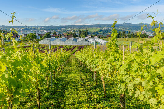 Vineyards and vegetable fields on Reichenau Island, Lake Constance, Baden-Wuerttemberg, Germany