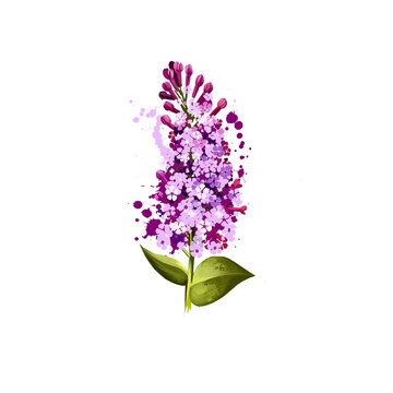 Digital art illustration of Common Lilac isolated on white. Hand drawn flowering bush Syringa vulgaris. Colorful botanical drawing. Greeting card, birthday, anniversary, wedding graphic clipart design