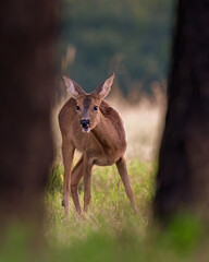 Roe deer on a fruit meadow