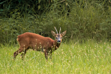 European roebuck grazing on a clearing