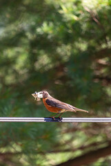 American Robin