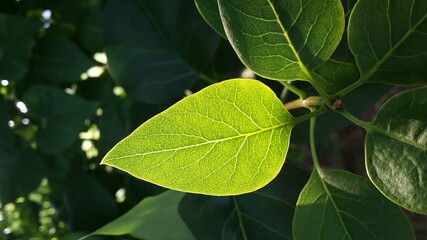 Foglia controluce
