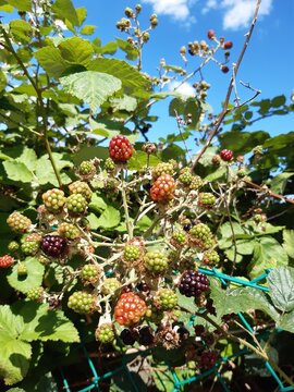 Beeren