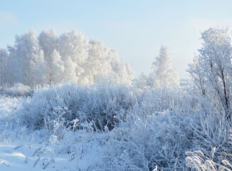 dense winter forest and road with young trees in snow