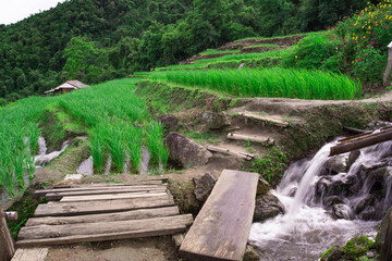 Rice terrace and waterfall scenery,Terraced Rice Field in Chiangmai, Thailand.