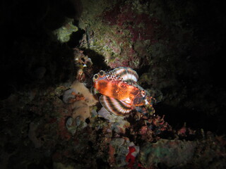 Zebra-Zwergfeuerfisch /Butterfly Scorpionfish