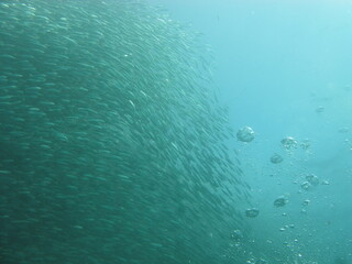 Obraz premium Schwarm mit bubbles swarm with bubbles