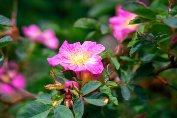 Obraz premium Blooming rosehip (Rosa) bush. Beautiful floral background with pink flowers on a cloudy day. Dark summer backdrop