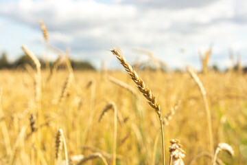 Ear of rye in a cereal agricultural field. Harvest season
