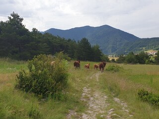 troupeau de vache